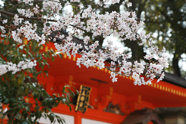 桜が咲くころの八坂神社